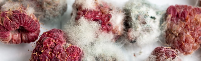 moldy raspberries.jpg