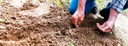 Field is planted by hand