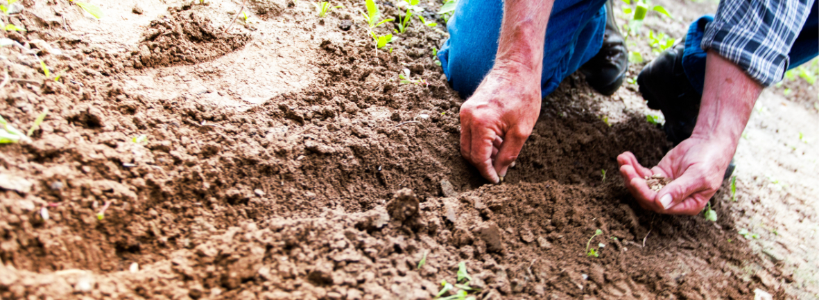 Field is planted by hand