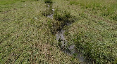 Flooded river meadow