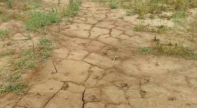 Soil completely dried up