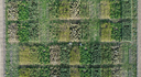 test area of 6 annual crops at different N-fertilization levels