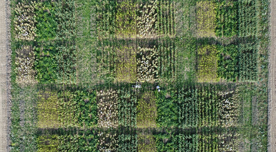 test area of 6 annual crops at different N-fertilization levels