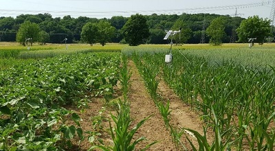 Hemp cultivation on the field
