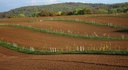 Agroforestry system at Gladbacher Hof