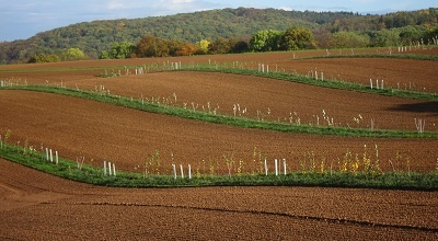 Agroforestry system at Gladbacher Hof