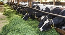 Organic cows in stable at Gladbacher Hof