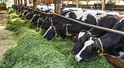 Organic cows in stable at Gladbacher Hof