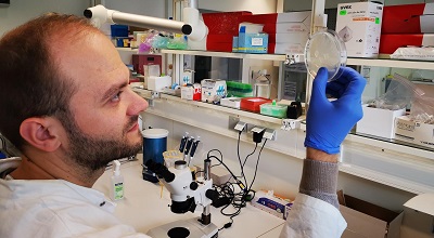 Investigating the toxicity of microplastics on the growth of nematodes (threadworms)