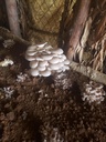 Mushroom value chains in Rwanda 2