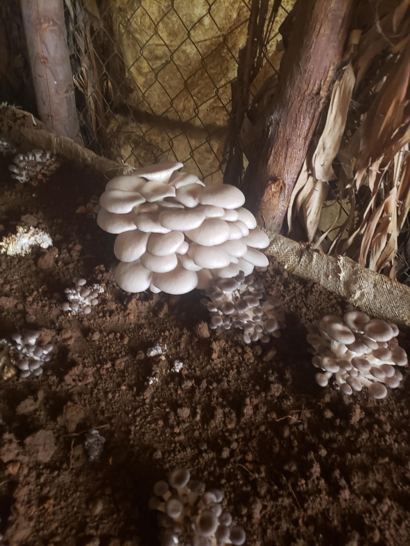 Mushroom value chains in Rwanda 2