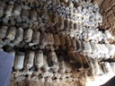 Mushroom value chains in Rwanda 3