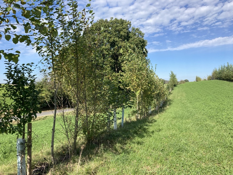 Agroforestry system
