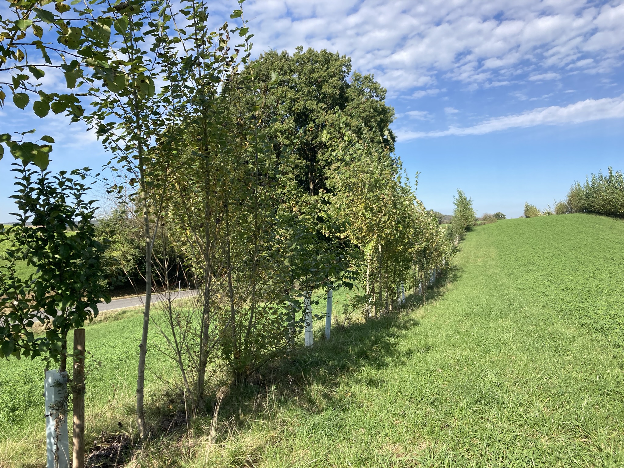 Agroforestry system