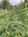 Agroforestry system 2