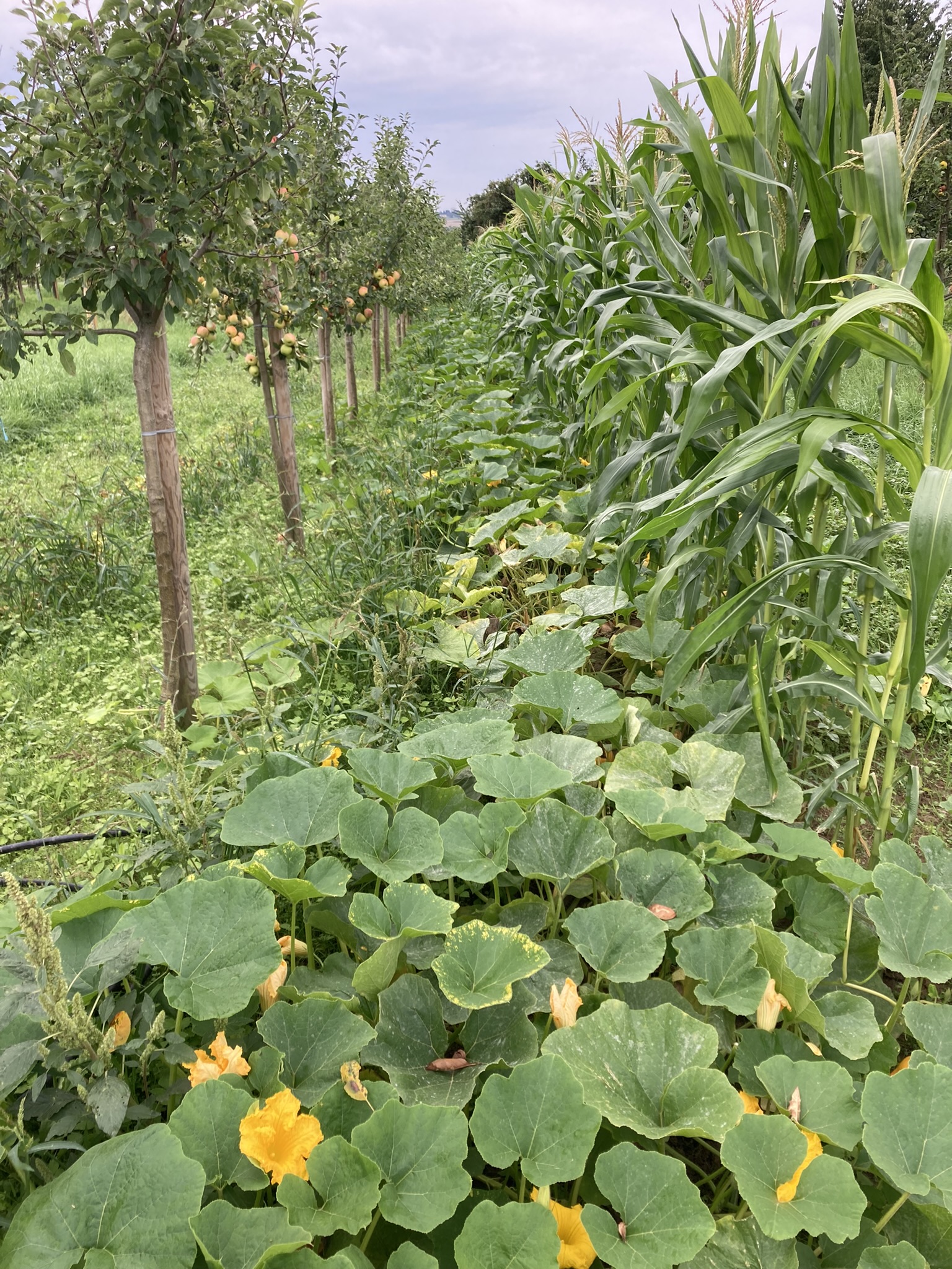 Agroforestry system 2