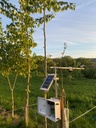 Measurements in an agroforestry system