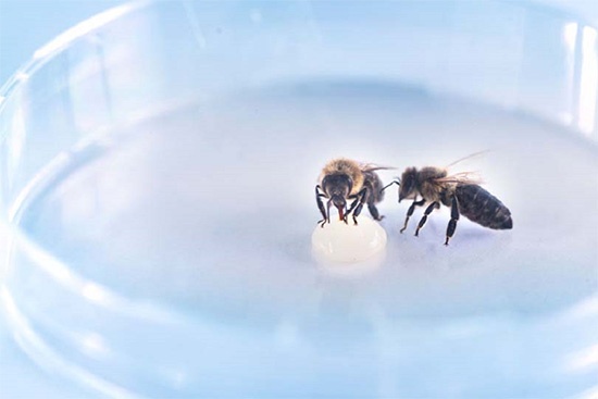 Potentialbereiche Two bees in a Petri dish drink from a drop of liquid.