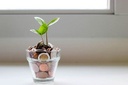 Blume mit Geld