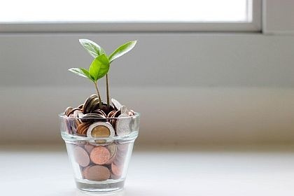 Blume mit Geld