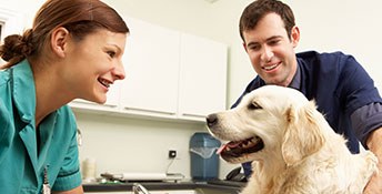 Sectionimage: Auszubildende der Tiermedizin mit Golden Retriever