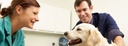 Slider: Auszubildende der Tiermedizin mit Golden Retriever