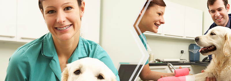 Slider: Abbildung einer Mitarbeiterin bei der Arbeit mit einem Golden Retriever der eine pinken Verband trägt aus mehreren Perspektiven