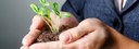 Bild: Hände bilden eine Schale, in der aus Erde eine kleine Pflanze wächst // Photo: Hands form a bowl in which a small plant grows from soil