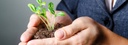 Bild: Hände bilden eine Schale, in der aus Erde eine kleine Pflanze wächst // Photo: Hands form a bowl in which a small plant grows from soil