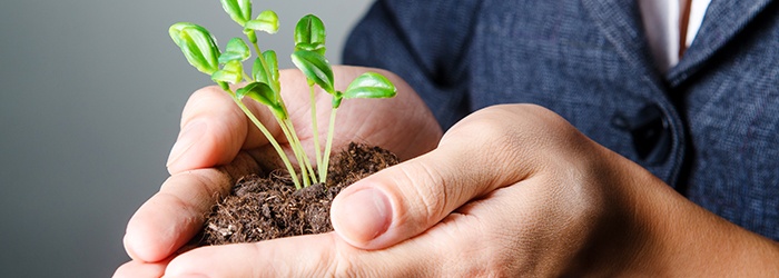 Bild: Hände bilden eine Schale, in der aus Erde eine kleine Pflanze wächst // Photo: Hands form a bowl in which a small plant grows from soil