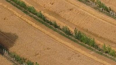 Agroforst Gladbacherhof (Ausschnitt Mitte) - Foto: Michael Hauschild