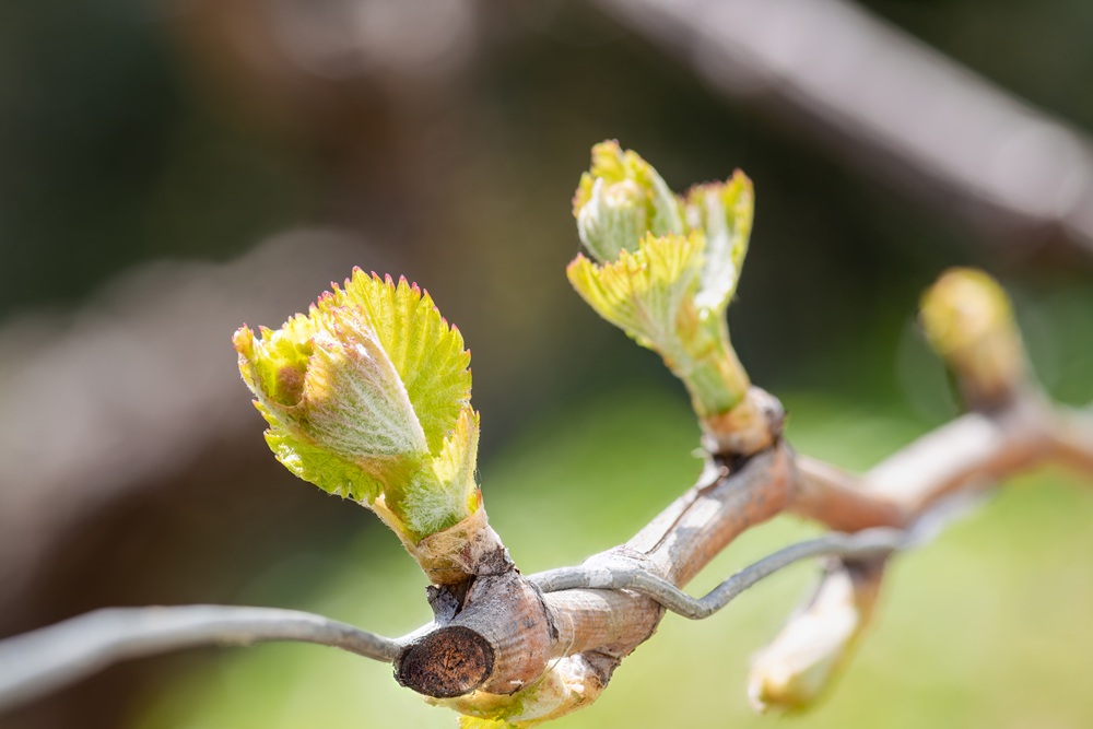 Weinrebe. Foto: Colourbox.de