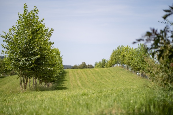 3zu2_21_Agroforst_GladbHof_FotoTillSchuermann_33.jpg ...
