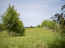 Agroforst des Gladbacher Hofs (Bild: JLU/ Till Schuermann)