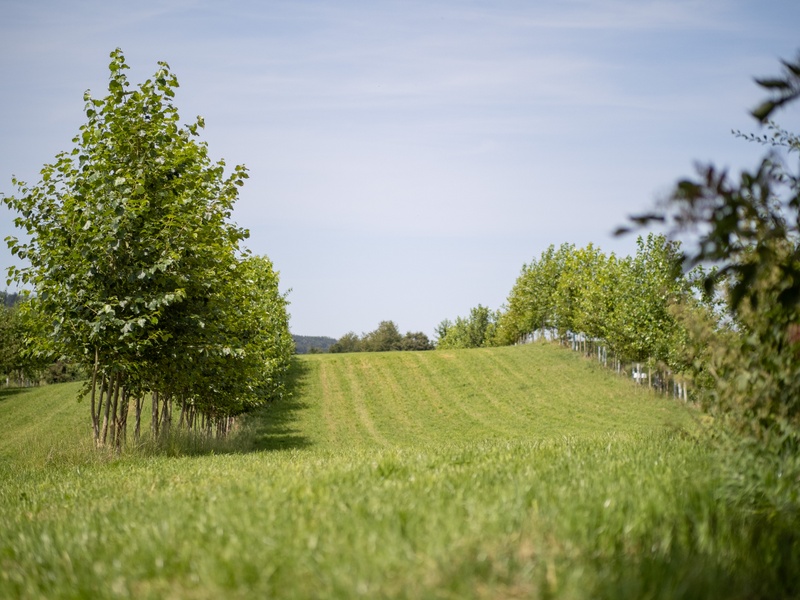 Agroforst des Gladbacher Hofs (Bild: JLU/ Till Schuermann)
