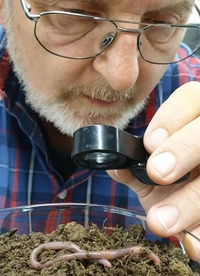RegenwurmSciencePublikation_Baulechner.jpg