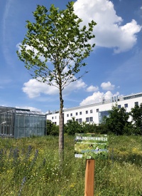 Blühwiese Baum