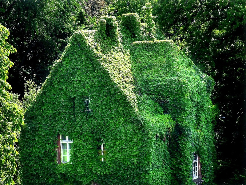 grünes Haus_2.jpg