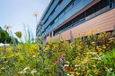 Blühwiese vor dem Biomedizinischen Forschungszentrum (Bild: JLU / Katrina Friese)