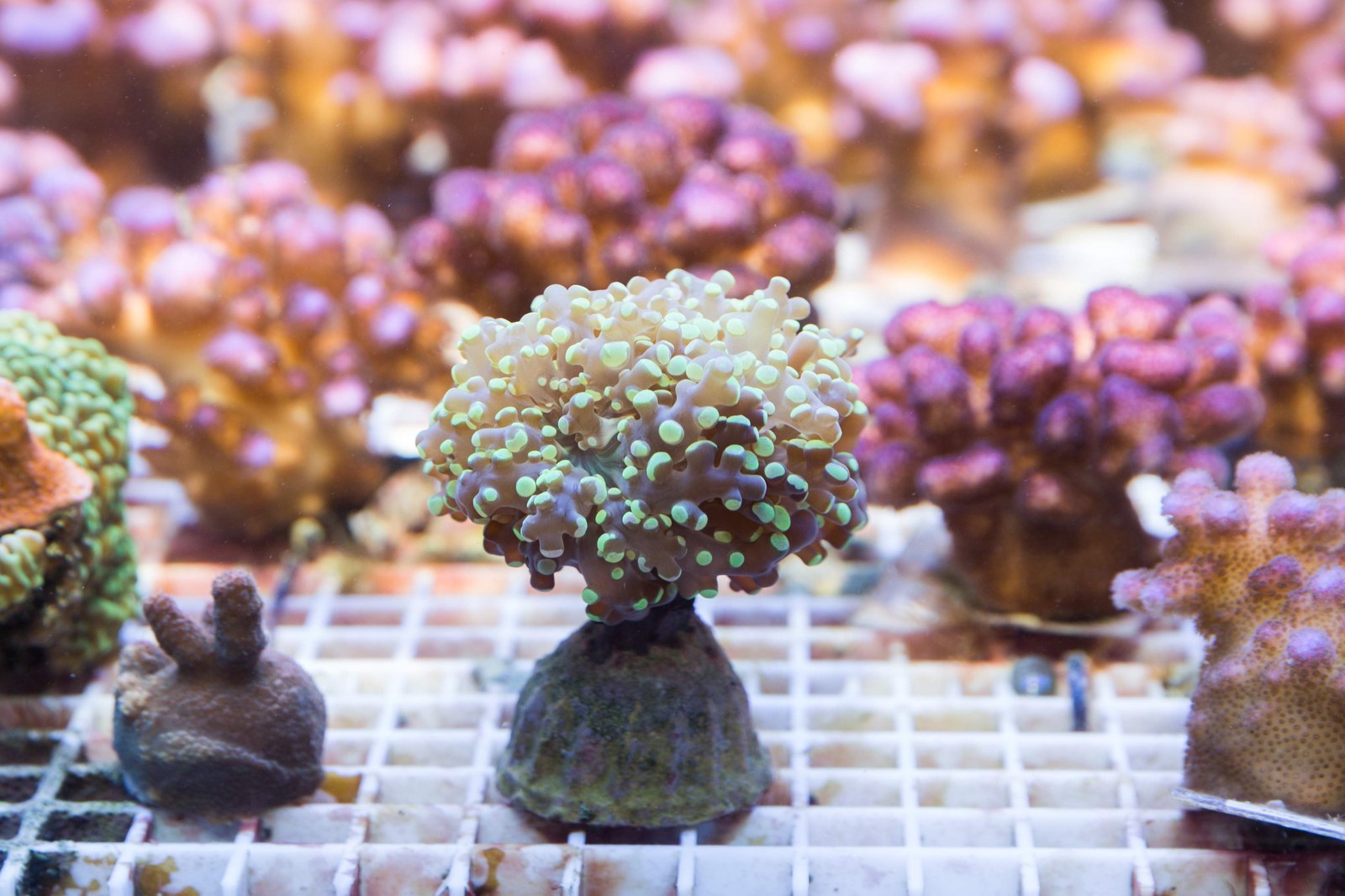 Anzucht von Korallen im Rahmen eines Projekts des Meeresforschungszentrums CEMarin (Bild: JLU / Rolf K. Wegst)