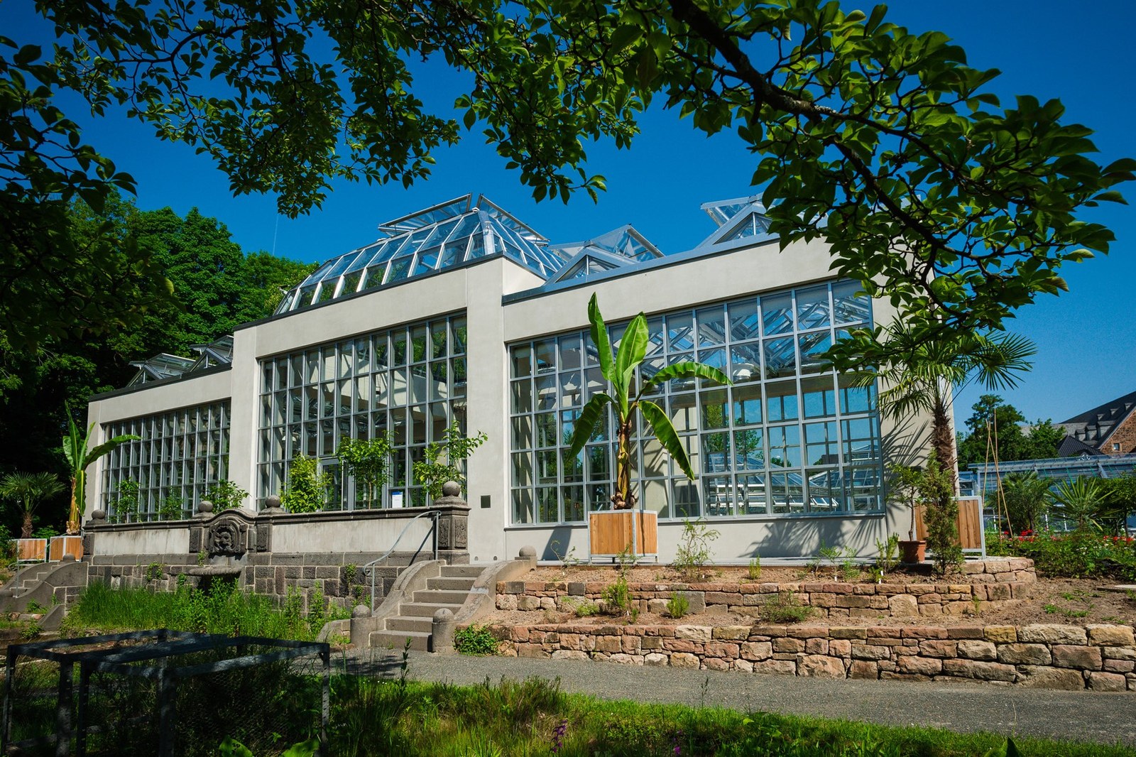 Das kürzlich renovierte Palmenhaus im Botanischen Garten (Foto: JLU / Katrina Friese)