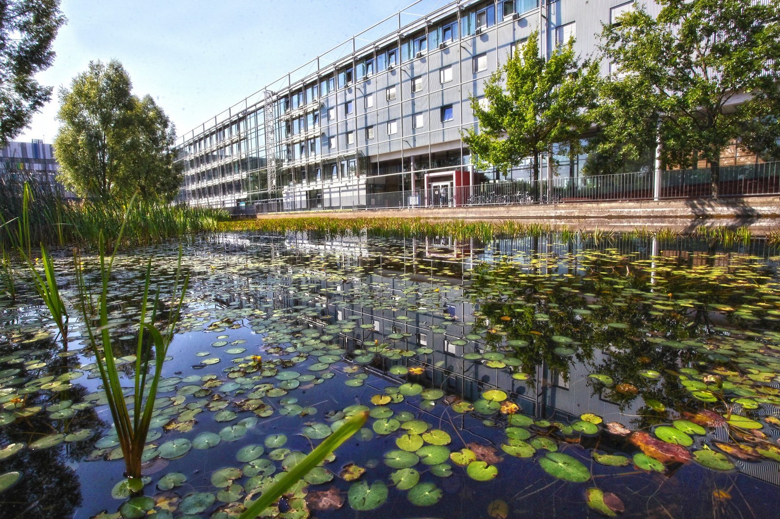 Teichanlage am Interdisziplinären Forschungszentrum (IFZ) am Campus Seltersberg (Bild: JLU / Oliver Schepp)