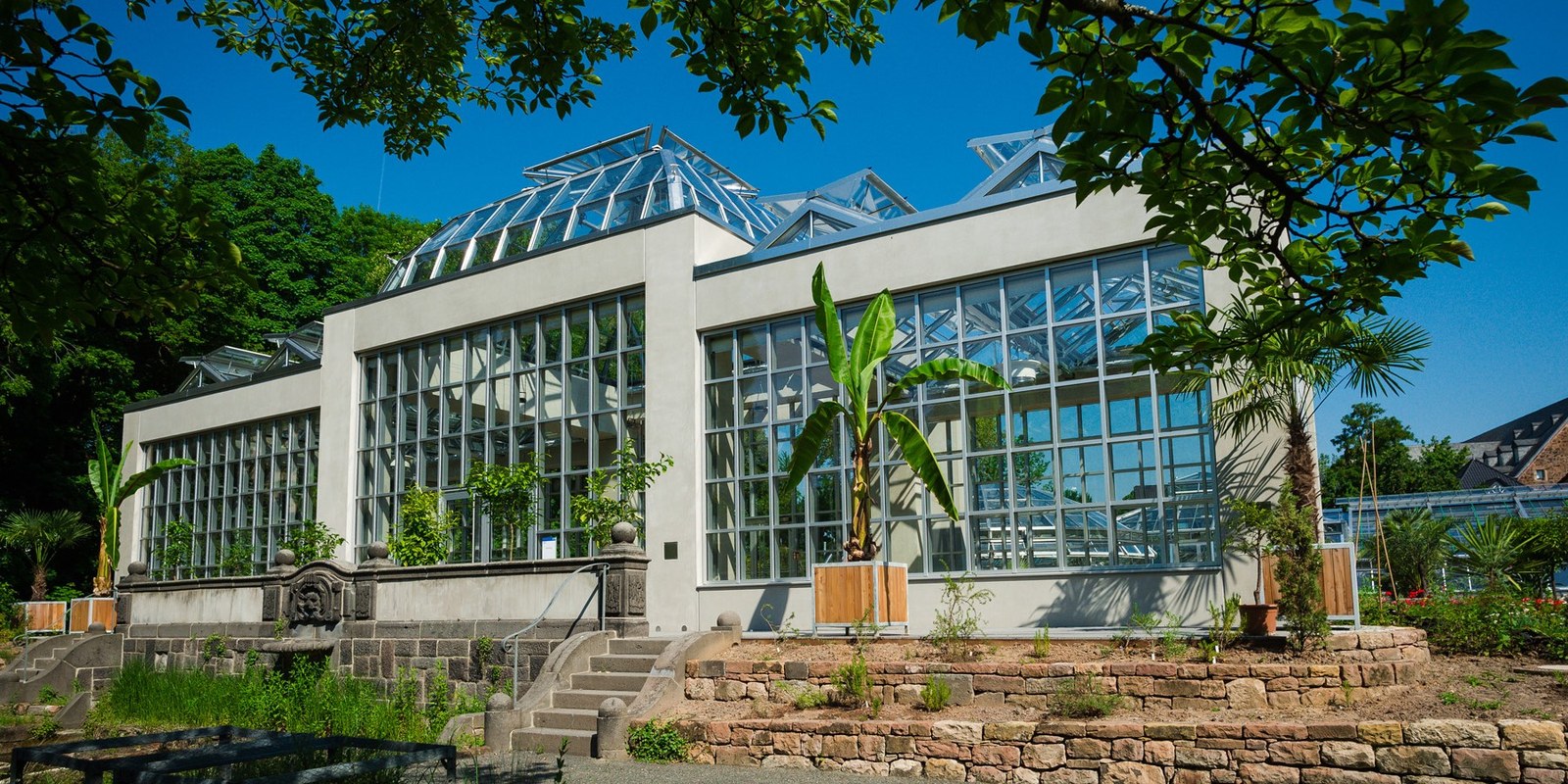 Das kürzlich renovierte Palmenhaus im Botanischen Garten (Foto: JLU / Katrina Friese)