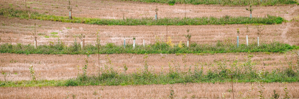 Forschung zu Agroforstsystemen (Bild: JLU / Katrina Friese) Forschung zu Agroforstsystemen (Bild: JLU / KAtrina Friese)