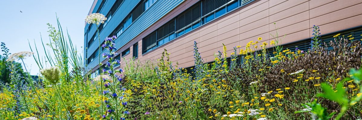 Blühwiese vor dem Biomedizinsichen Forschungszentrum (Bild: JLU / Katrina Friese) Blühwiese vor dem Biomedizinsichen Forschungszentrum (Bild: JLU / Katrina Friese)