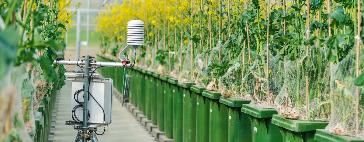 The DroughtSpotter-XXL system is unique in the world. It automatically records plant responses to drought stress at five-minute intervals throughout the year (photo: Katrina Friese).