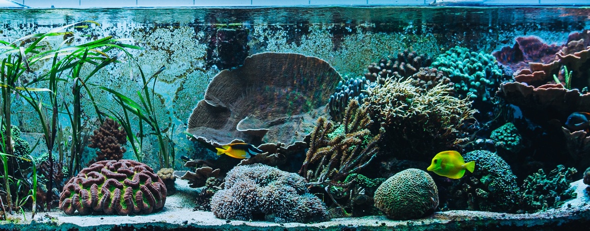 Schauaquarium (Foto: Katrina Friese) Schauaquarium (Foto: Katrina Friese)