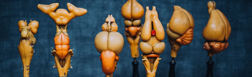Sammlung der Veterinär-Anatomie