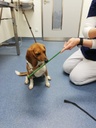 HundlernteinenTargetstabzuberhren.jpg