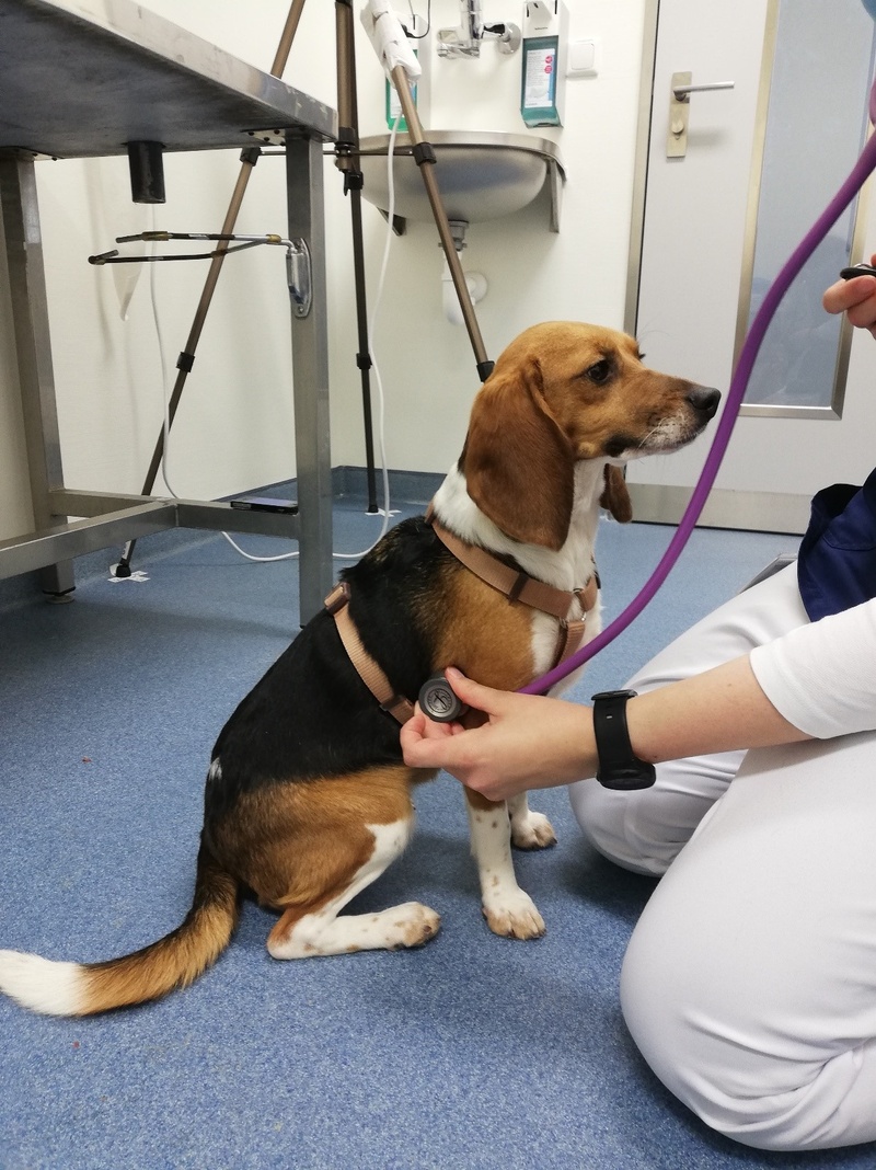 HundlerntsichohneFixierungabhrenzulassen.jpg